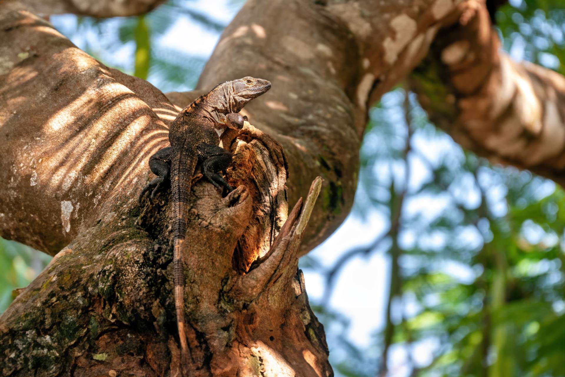Gemeiner Schwarzleguan